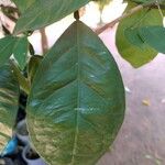 Citrus maxima 葉