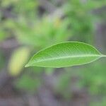 Volkameria heterophylla Feuille