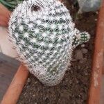 Mammillaria albilanata Ліст