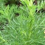 Artemisia chamaemelifolia Leaf