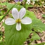Viola blanda ফুল