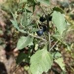 Solanum nigrumफल