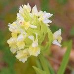 Dactylorhiza sambucinaFlower