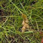 Carex leporina Celota
