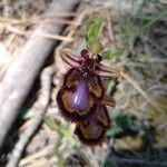 Ophrys speculum Flower