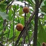 Pouteria caimito Fruit