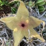 Stapelia grandiflora Flor
