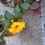Hibiscus ovalifolius Floro