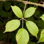 Rubus bracteatus Feuille