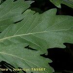 Quercus × turneri Leaf