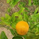 Citrus japonica 果