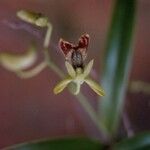 Dendrobium poissonianum