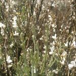 Cytisus multiflorus Leaf