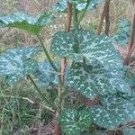 Cucurbita moschata Leaf