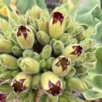Pachypodium namaquanum Flor