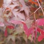 Acer palmatum Плод