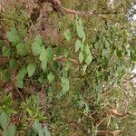 Macaranga vedeliana Bark