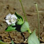 Boerhavia repens Hàbitat