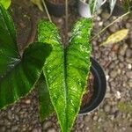 Alocasia scalprum 葉