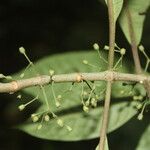 Hoffmannia nicotianifolia Fruit