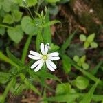 Stellaria palustrisFlower