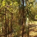 Arundo donax Habit