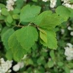 Spiraea trilobataHoja