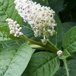 Phytolacca esculenta Квітка