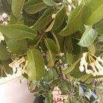 Stephanotis floribunda 叶