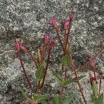 Epilobium glaberrimum Hábito