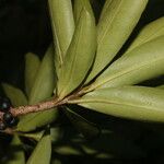 Myrsine pellucidopunctata ഇല