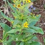 Guizotia abyssinica Habitus