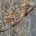 Rumex confertus Owoc