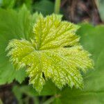 Heuchera villosa Lehti