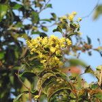Davilla nitida Çiçek