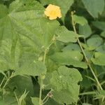 Abutilon mauritianum Φύλλο