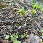 Collinsia parviflora Blad