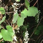 Vitis californica عادت داشتن