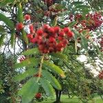 Sorbus aucupariaVrucht