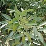 Heteromorpha arborescens Leaf