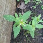 Galeopsis bifida Leaf