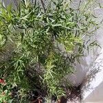 Asparagus falcatus Φύλλο