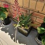 Aloe deltoideodonta Leaf