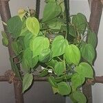 Philodendron hederaceum Blad