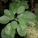 Cotinus coggygria Leaf