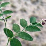 Lathyrus niger Hoja