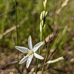 Anthericum liliagoKwiat