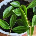 Peperomia quadrangularis Hoja