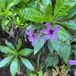 Geranium palmatum Цветок