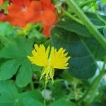 Tropaeolum peregrinum Blüte